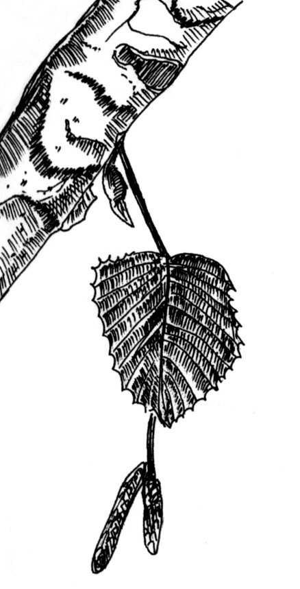 Birch