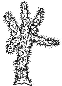 Cholla