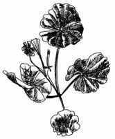 Malva resize site Malva resize site
