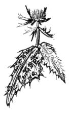 Milk Thistle Milk Thistle