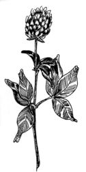Red Clover