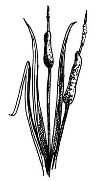 cattail
